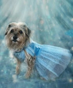 TRISH SCULLY HOME QUEEN OF THE KINGDOM FLUFFY DOG COSTUME