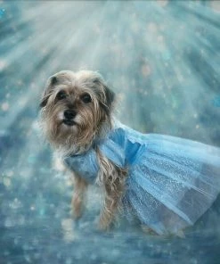 TRISH SCULLY HOME QUEEN OF THE KINGDOM FLUFFY DOG COSTUME